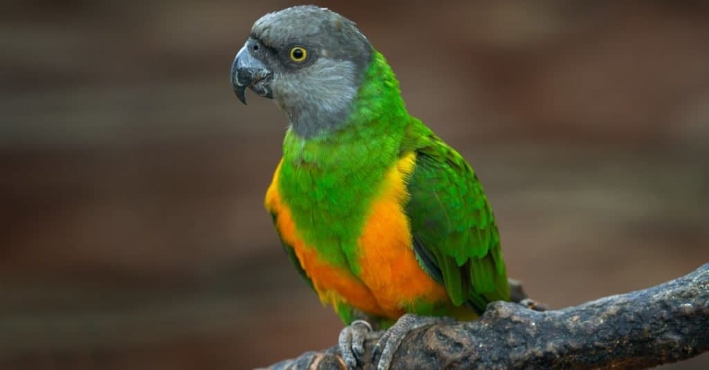 Senegal parrot, Poicephalus senegalus, yellow bird with grey head, sitting on a branch.