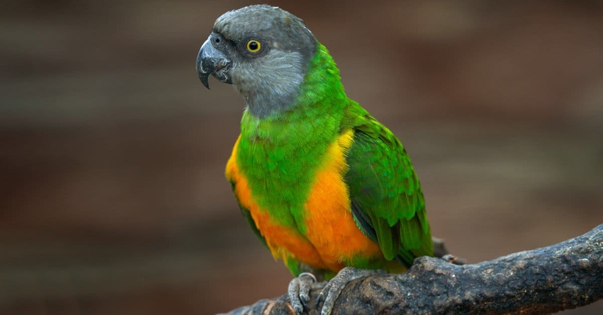 Senegal Parrot Bird Facts | Poicephalus senegalus - AZ Animals
