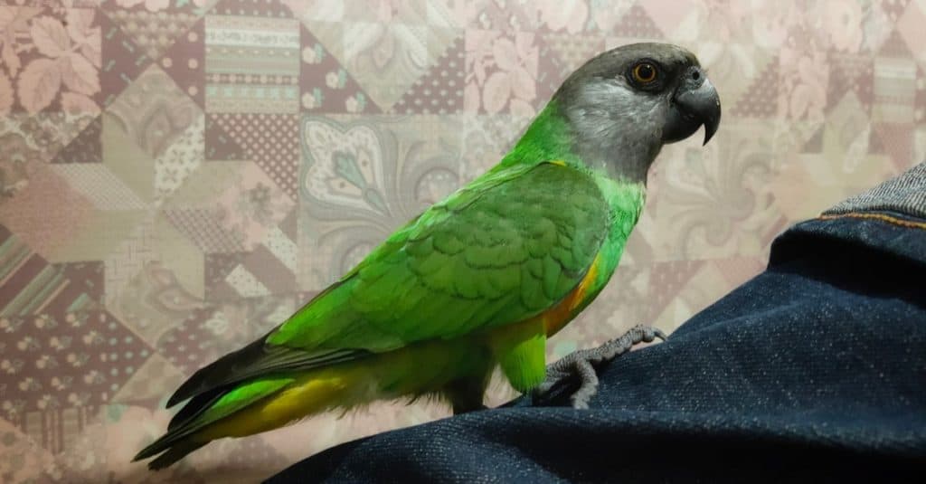 A pet Senegal Parrot on the leg of a person with blue jeans.