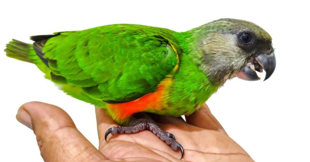 A young Senegal Parrot on its owner's hand.