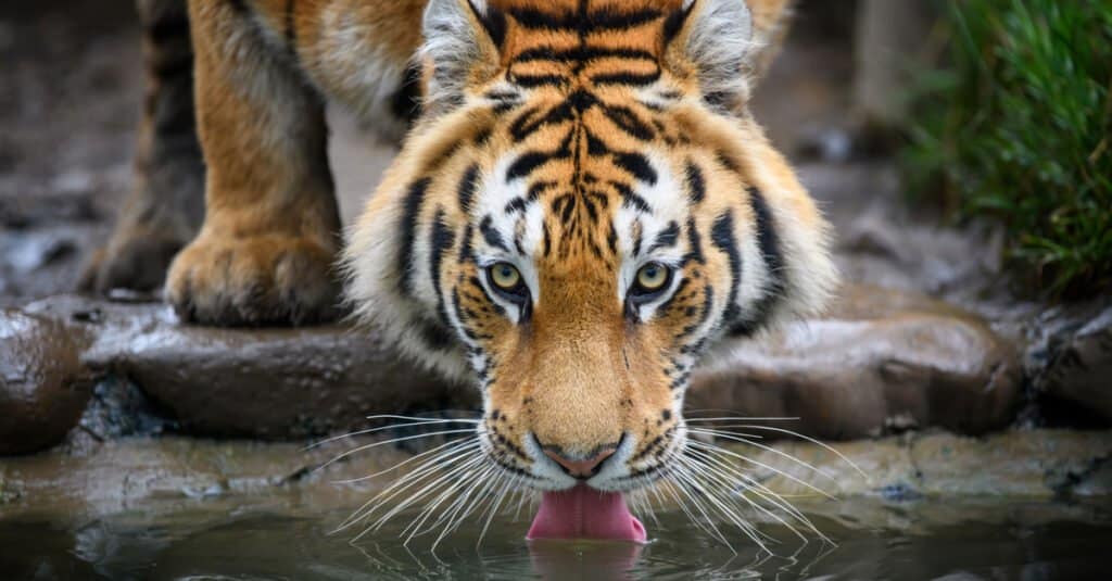 The most beautiful animal - Siberian tiger