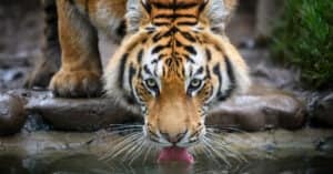 Siberian Tiger vs Lion: Which Big Cat Reigns Supreme? photo