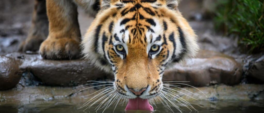 Most beautiful animal – Siberian Tiger