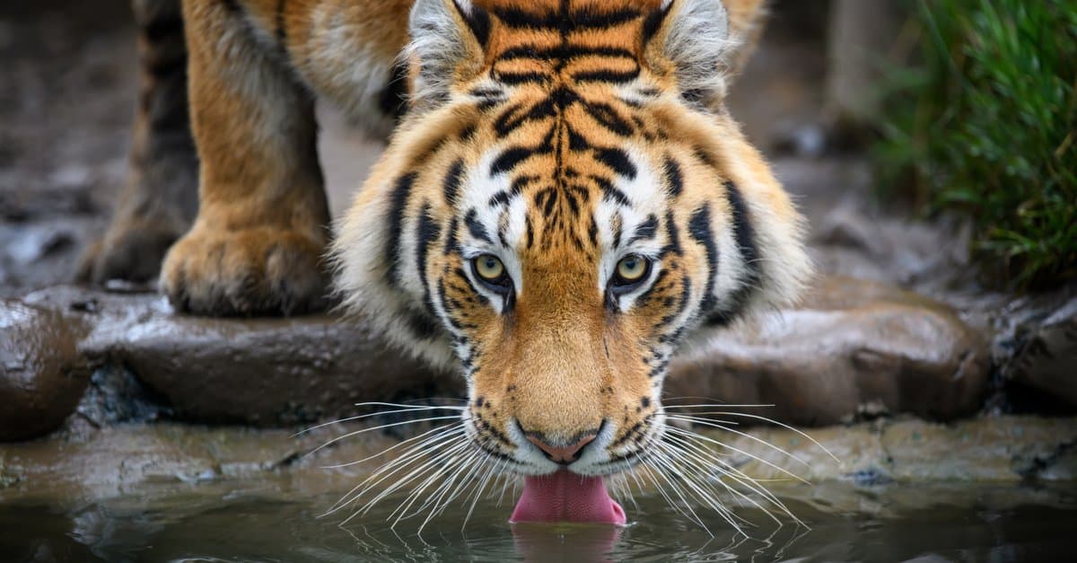 Discover The Largest Siberian Tiger Ever - AZ Animals