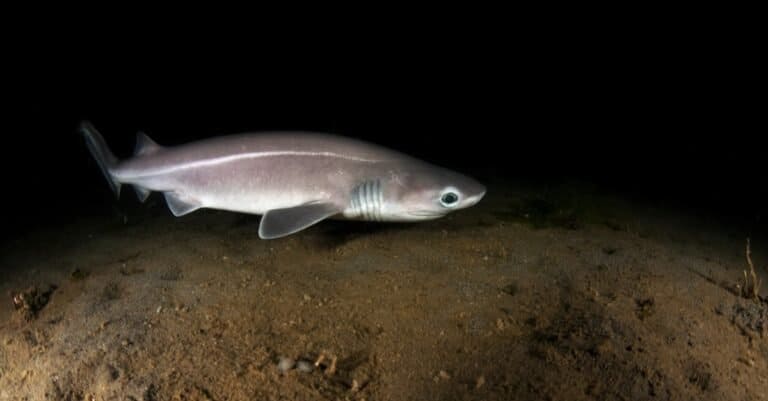 A sixgill shark pup 105 ft below the surface, seen during a night dive.