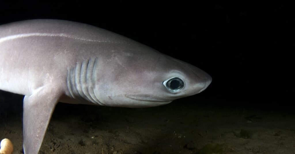 A very rare shot of a Sixgill shark pup.