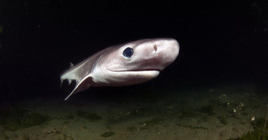 A close-up of a Sixgill Shark.