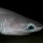 Bluntnose sixgill shark