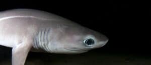 Sixgill shark photo