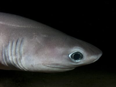 Sixgill shark Picture