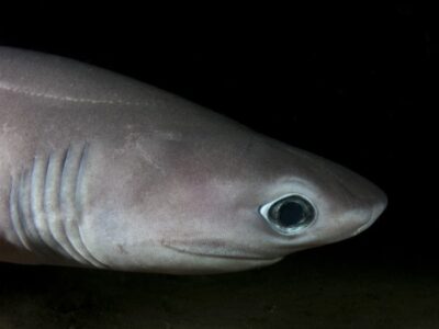 A Sixgill shark