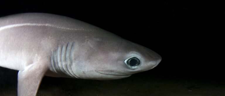 close-up of Sixgill Shark