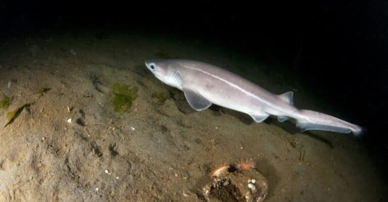 A Sixgill shark pup looking for prey.