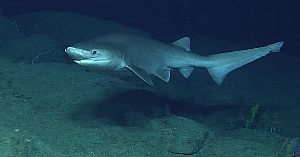 A Sixgill Shark swimming off Vancouver Island, Canada.