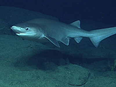 Sixgill shark Fish Facts | AZ Animals