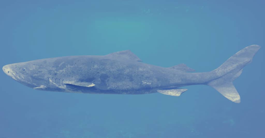 Sleeper Shark full length