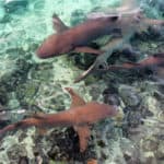 Sleeper sharks