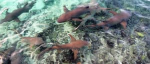 Sleeper Sharks swimming in shallow water