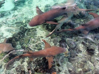 Sleeper Shark Picture