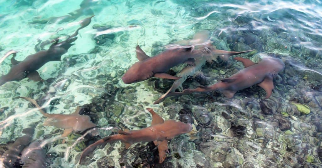 Sleeper sharks swimming in shallow water