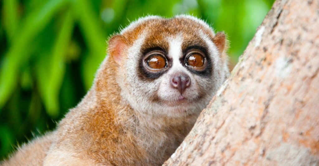 Animals with large eyes – Slow loris