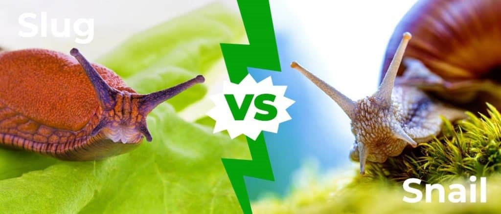 Slug vs Snail
