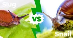 Slug vs Snail: The 3 Key Differences Explained Picture