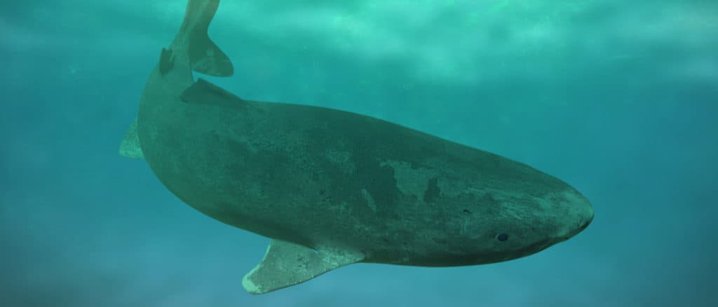 Somniosidae