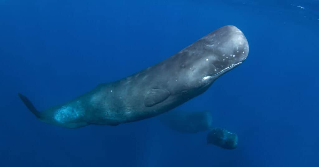 Interesting animals – sperm whale