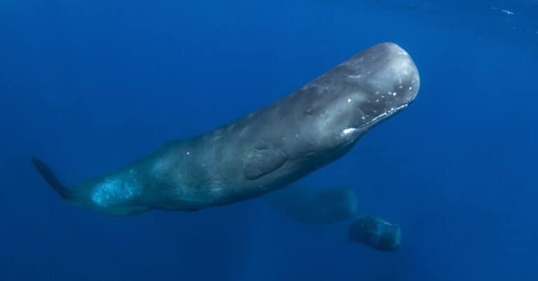 How Big Is The Blue Whale's Brain? - A-Z Animals