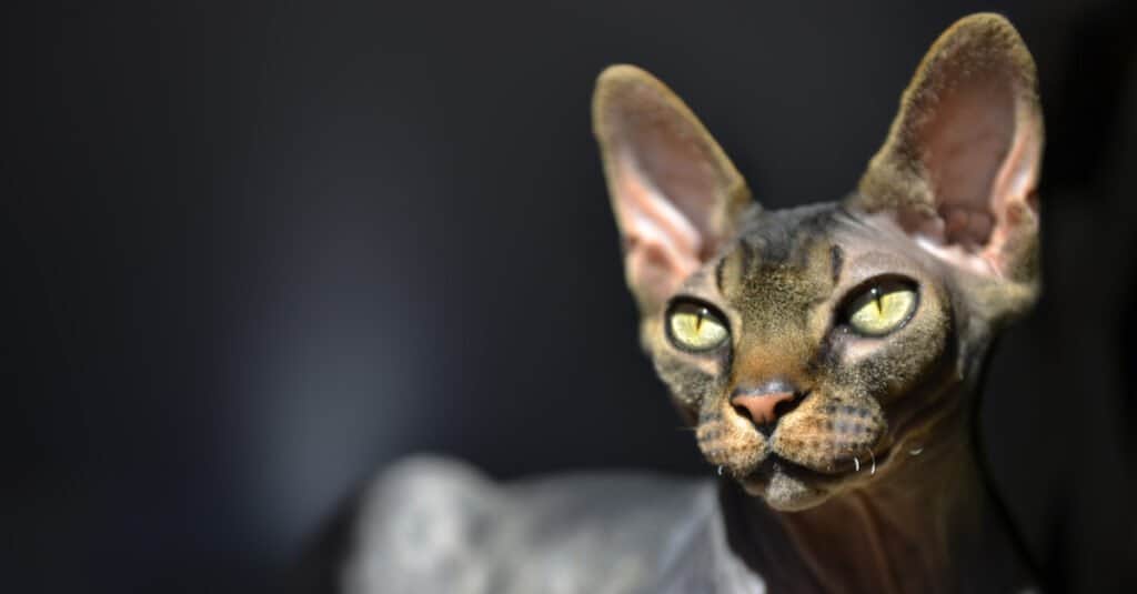 Animals with large eyes – Sphynx cat