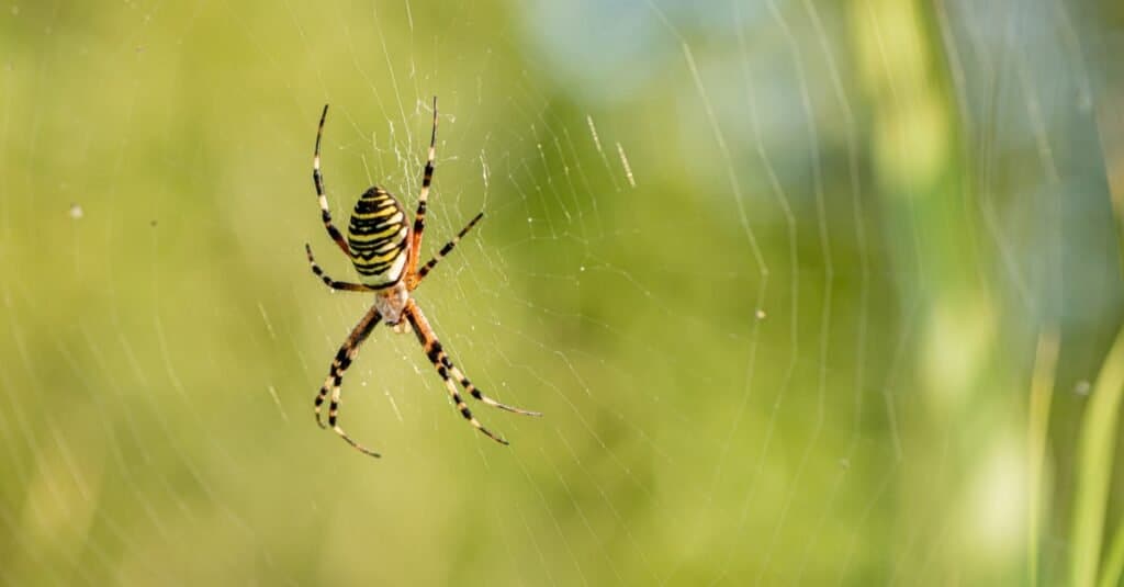 A lobed Argiope on its web. 