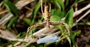 Observe the Biggest Spiders on Earth and What They Eat photo