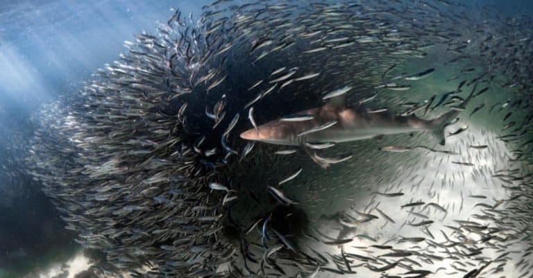Spinner shark feeding on baitfish, Ningaloo Reef, Western Australia.