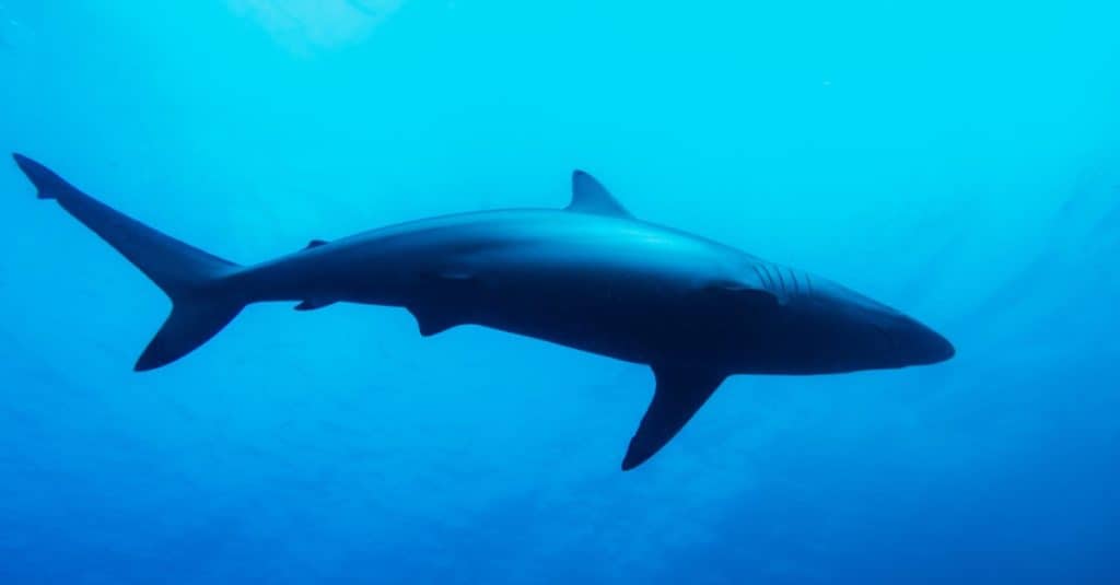 Spinner shark swimming in the deep ocean.
