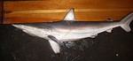Spinner shark
