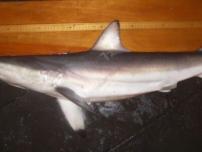 A Carcharhinus brevipinna