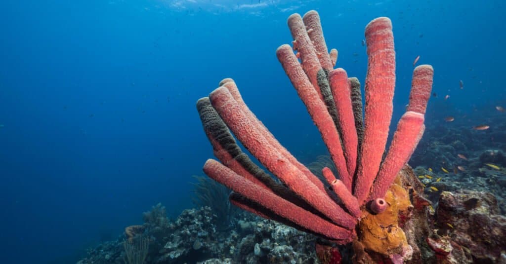 sponges that live in the sea