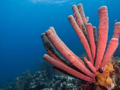 A Sponge Quiz: Find Out How Much You Know!