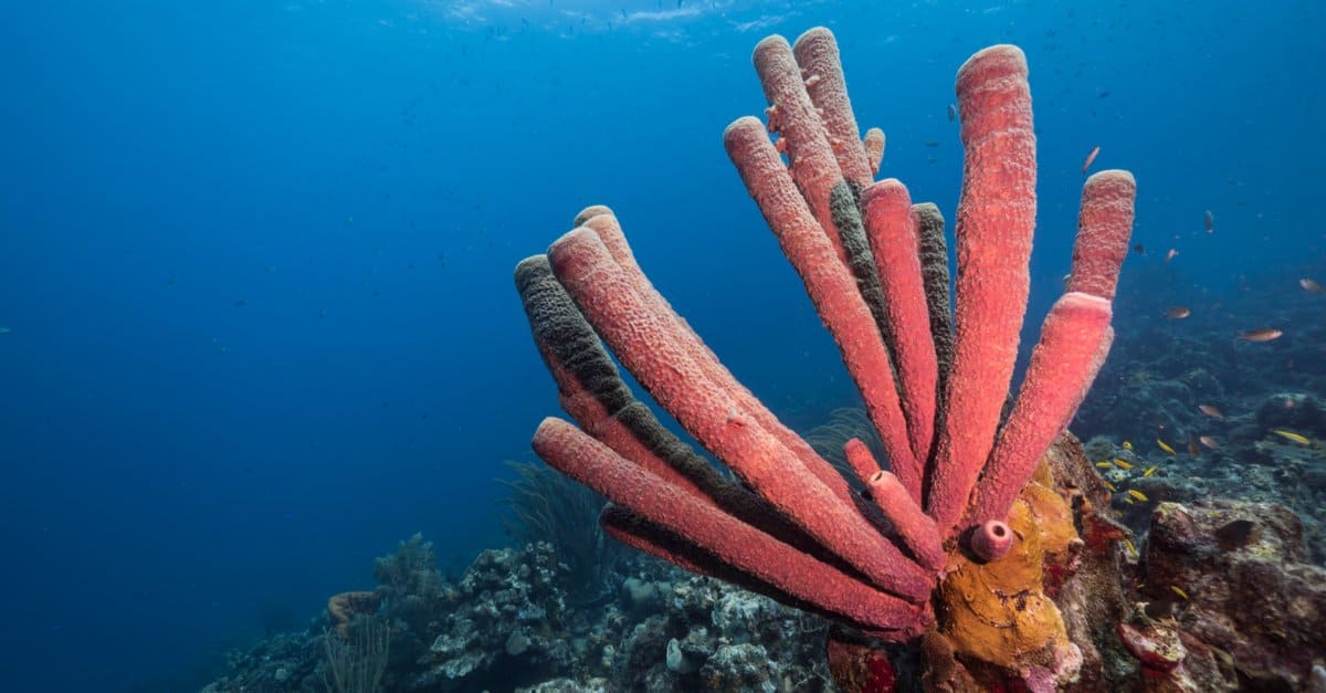 Sponge Animal Facts - Demospongiae - A-Z Animals