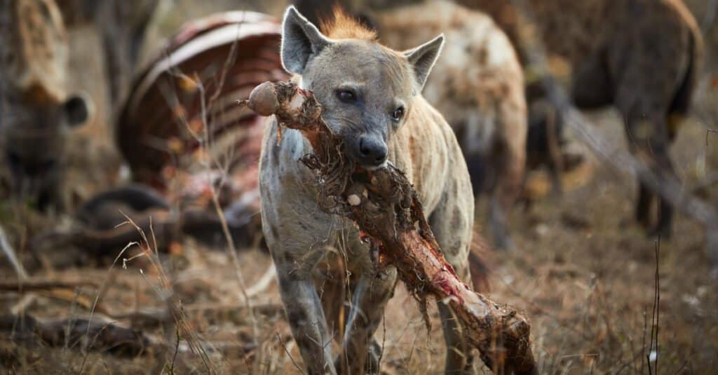 Strongest animal bite – spotted hyena
