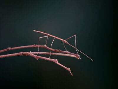 A Stick Insect Quiz: What Do You Know?