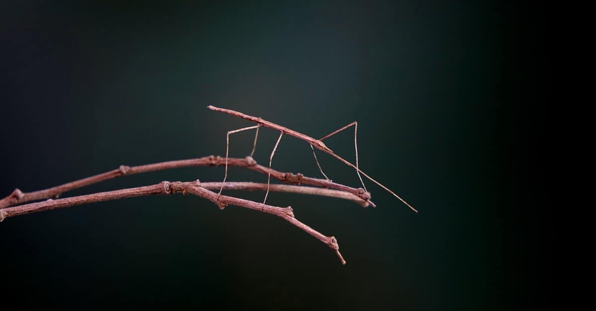 Twig-like walkingsticks relatively huge but harmless