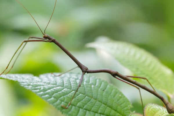 Stick Insect Quiz: What Do You Know? - A-Z Animals