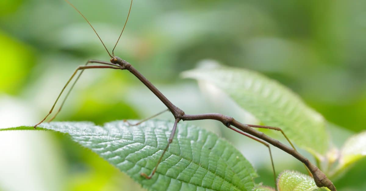 Twig-like walkingsticks relatively huge but harmless, News