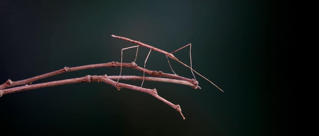 Animals that use mimicry – Stick bug