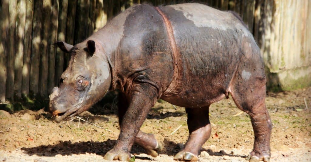 Rarest animal – Sumatran Rhinoceros