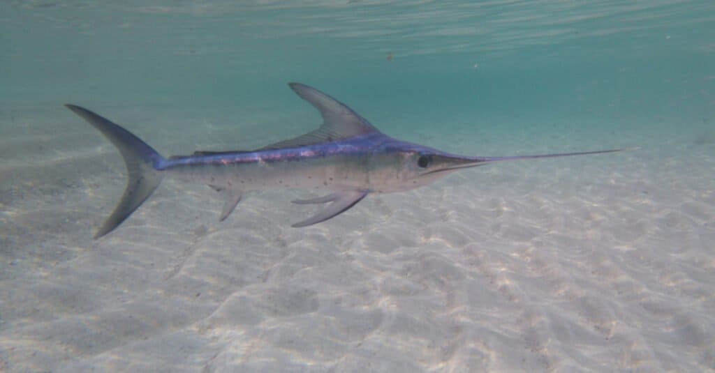 What Do Swordfish Eat? 11 Common Foods in Their Diet AZ Animals