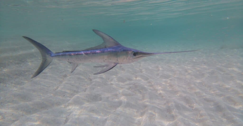 Swordfish, one of the world's fastest fish