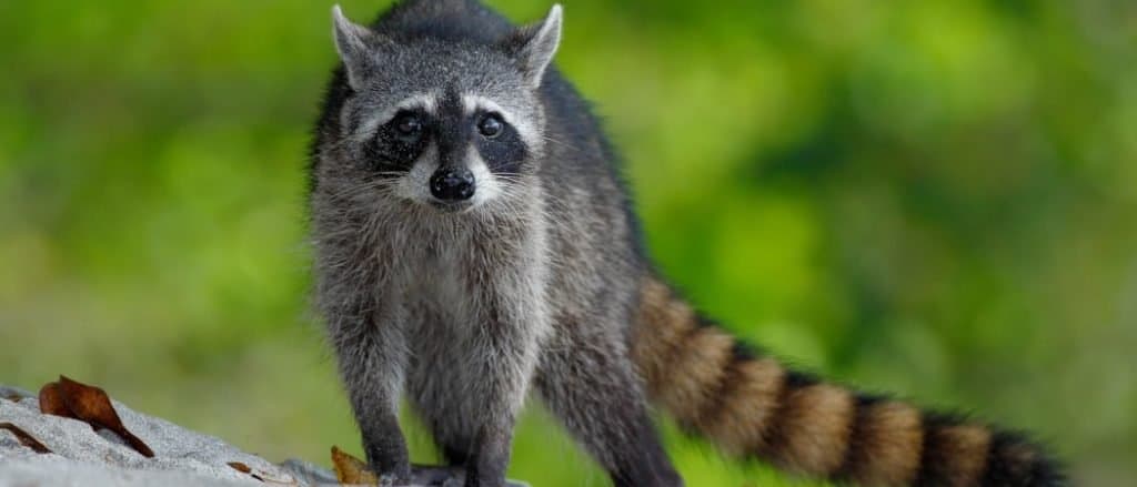 Are Raccoons Nocturnal Or Diurnal? Their Sleep Behavior Explained - AZ  Animals
